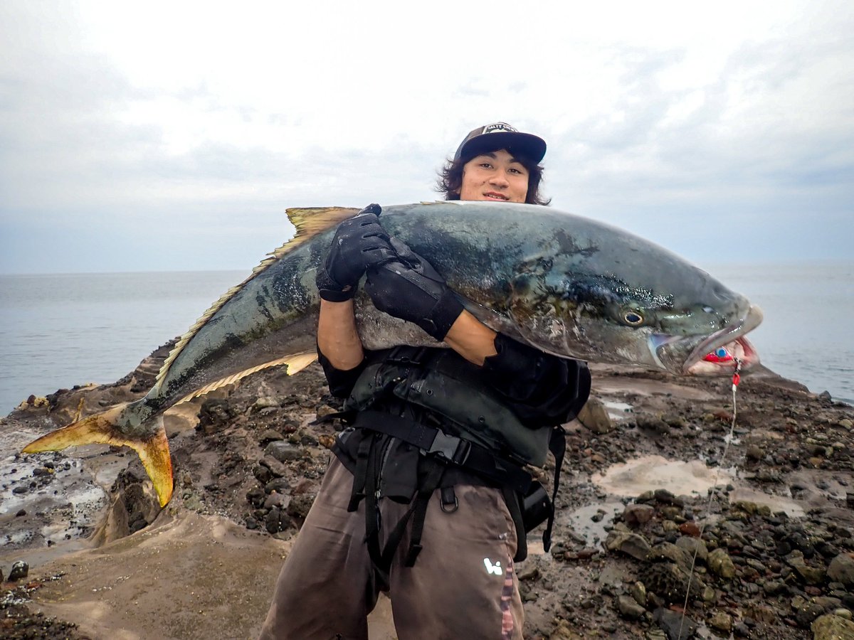 286lb's tweet photo. 通い続けていた地で、磯から夢のサイズのヒラマサを釣ることができました！

現地計測　　150cm | 28kg https://t.co/Agnj6tfhL5