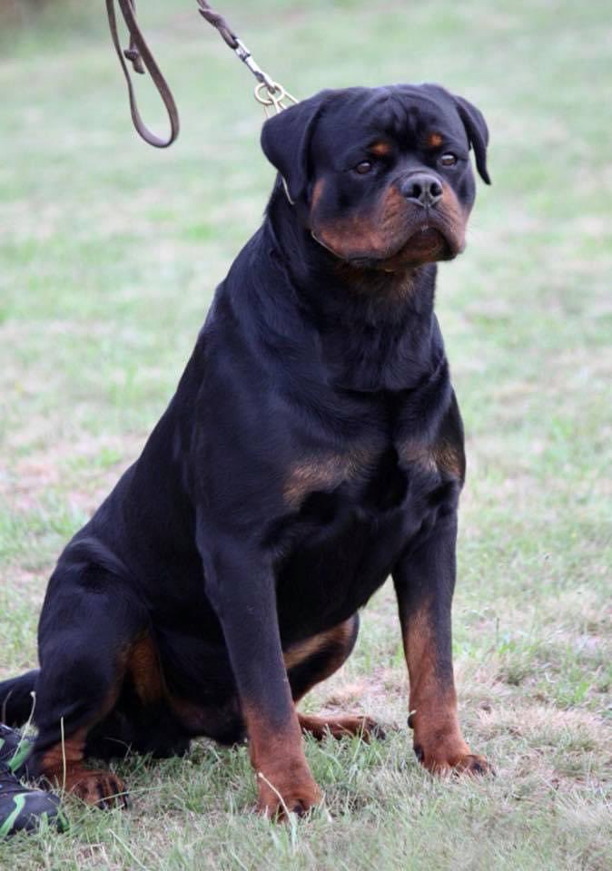 The one and only Lex! 
We are proud to own his son in ice cube.. our contact remains +233578751404 
Worlds best producer 
Great in the ring as well 
Ztp multi ch and with a clean bill of health too
#hausofvigilio #bestdogs  #rottweilers