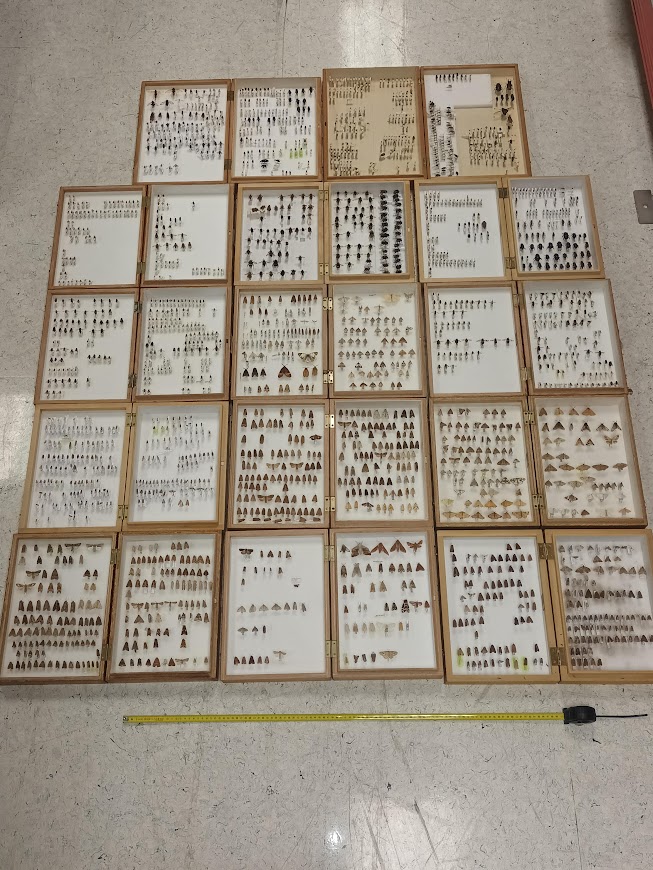 Dublin's Dead Zoo (@dublindeadzoo) on Twitter photo <a href="/DBNherbariumOPW/">DBNherbarium</a> <a href="/BSBIbotany/">BSBI: Botanical Society of Britain & Ireland</a> <a href="/EnvSc_ITSligo/">Environmental Science, ATU Sligo</a> <a href="/BSBI_Ireland/">BSBI Ireland</a> <a href="/NBGGlasnevinOPW/">NBG Ireland</a> <a href="/IWDGnews/">Irish Whale and Dolphin Group</a> <a href="/BioDataCentre/">Biodiversity Ireland</a> <a href="/atusligo_ie/">ATU Sligo</a> <a href="/NMIreland/">National Museum of Ireland</a> <a href="/HeritageIreOPW/">Heritage Ireland</a> Not to mention the vast insect collections (small portion pictured here - tape measure is 1 m for scale!)
Most specimen records are unpublished, meaning Don's contribution to the knowledge of Ireland's natural history will continue well into the future. <a href="/DBNherbariumOPW/">DBNherbarium</a> <a href="/BSBIbotany/">BSBI: Botanical Society of Britain & Ireland</a> <a href="/EnvSc_ITSligo/">Environmental Science, ATU Sligo</a> <a href="/BSBI_Ireland/">BSBI Ireland</a> <a href="/NBGGlasnevinOPW/">NBG Ireland</a> <a href="/IWDGnews/">Irish Whale and Dolphin Group</a> <a href="/BioDataCentre/">Biodiversity Ireland</a> <a href="/atusligo_ie/">ATU Sligo</a> <a href="/NMIreland/">National Museum of Ireland</a> <a href="/HeritageIreOPW/">Heritage Ireland</a> Not to mention the vast insect collections (small portion pictured here - tape measure is 1 m for scale!)
Most specimen records are unpublished, meaning Don's contribution to the knowledge of Ireland's natural history will continue well into the future.