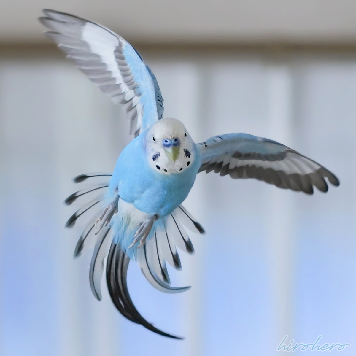 タイトル：「しゅるん」
カメラ名：Nikon 1 J5

#サンディスクFlyフォトコン