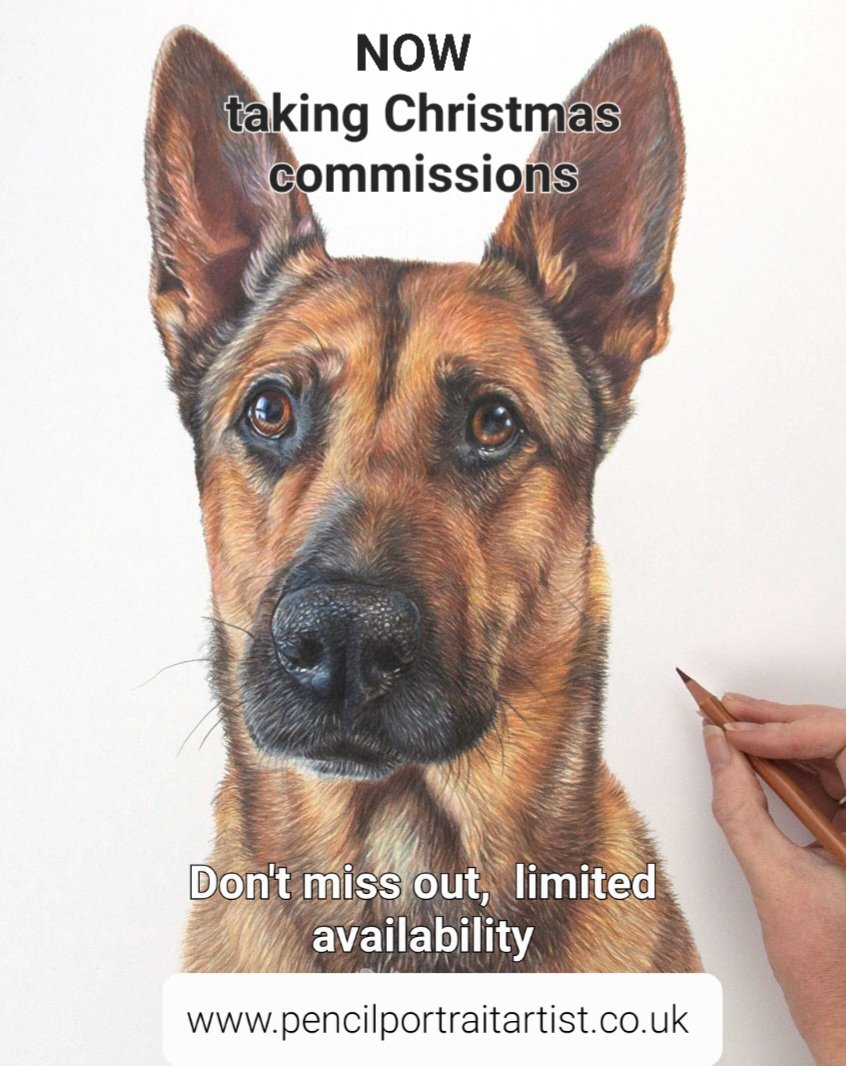 Yes only 6 months to go! Don't miss out, very limited availability. 
pencilportraitartist.co.uk 
#dogportrait #petportrait #christmas #dog #gsd #GermanShepherd #pet #portrait #art #drawing