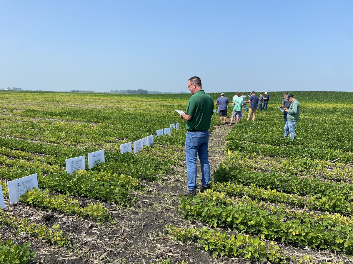 Training for Pioneer reps and employees in 1-row Iron Deficiency Chlorosis plots.  Variety selection is a major component in managing IDC. #IDC <a href="/PioneerSeeds/">Pioneer Seeds U.S.</a>