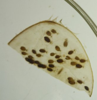 Chris Brianik (@cbrianik) on Twitter photo Happy to announce the publication of a fun side project started with <a href="/boppjust/">Justin Bopp</a> and a few undergrad researchers investigating a highly prevalent (100%) gill parasite, Bdelloura candida that can occupy 14% of a crabs fill surface area.
#horseshoecrabs #parasites Happy to announce the publication of a fun side project started with <a href="/boppjust/">Justin Bopp</a> and a few undergrad researchers investigating a highly prevalent (100%) gill parasite, Bdelloura candida that can occupy 14% of a crabs fill surface area.
#horseshoecrabs #parasites
