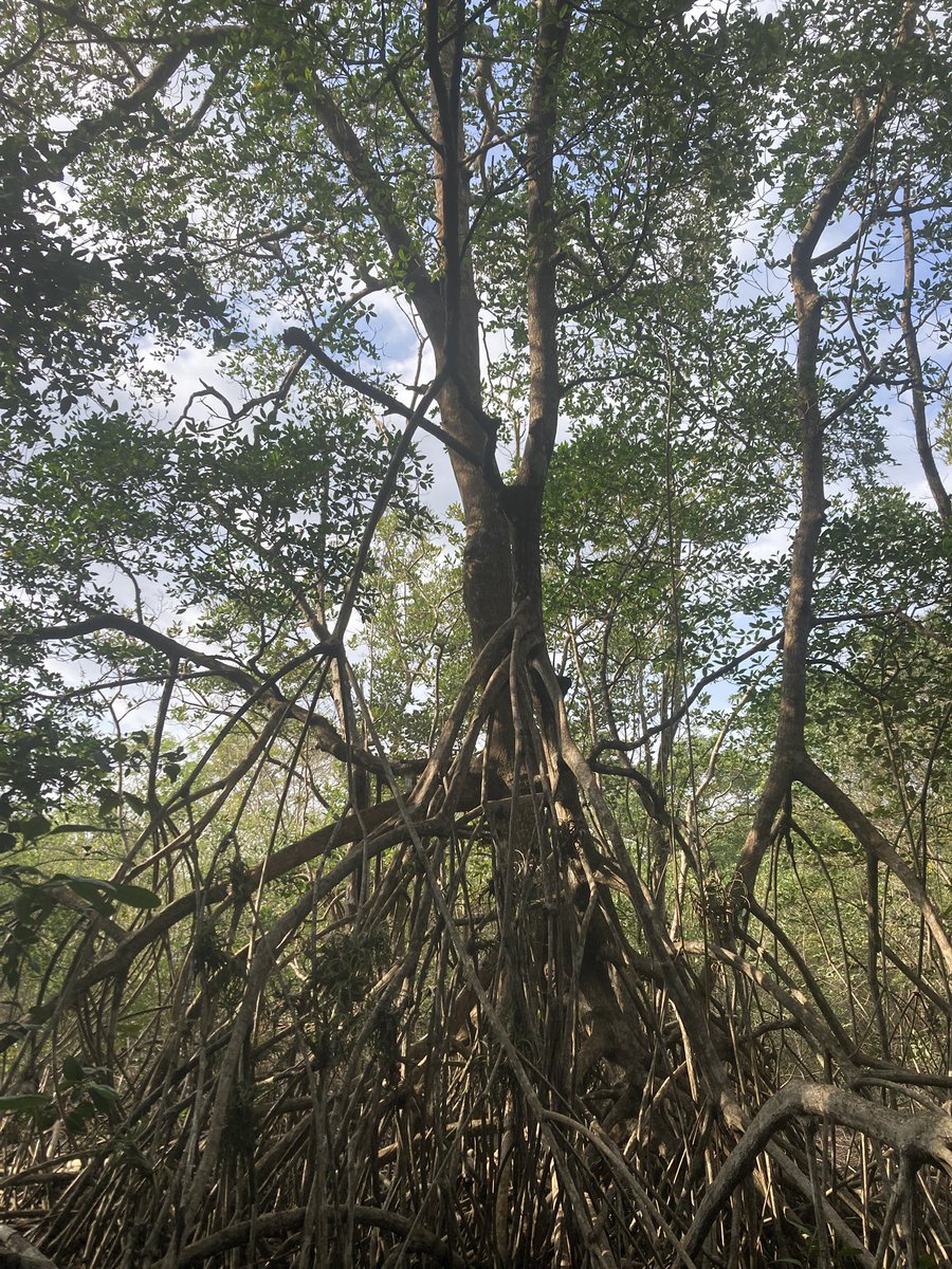 #postdoc opportunities at the Smithsonian Institution as part of the Life on a Sustainable Planet initiative. 

Potential theme:

#mangroves
A world without mangroves? Effects of climate change on mangrove range contractions in the Anthropocene:
fellowships.si.edu/sites/default/…