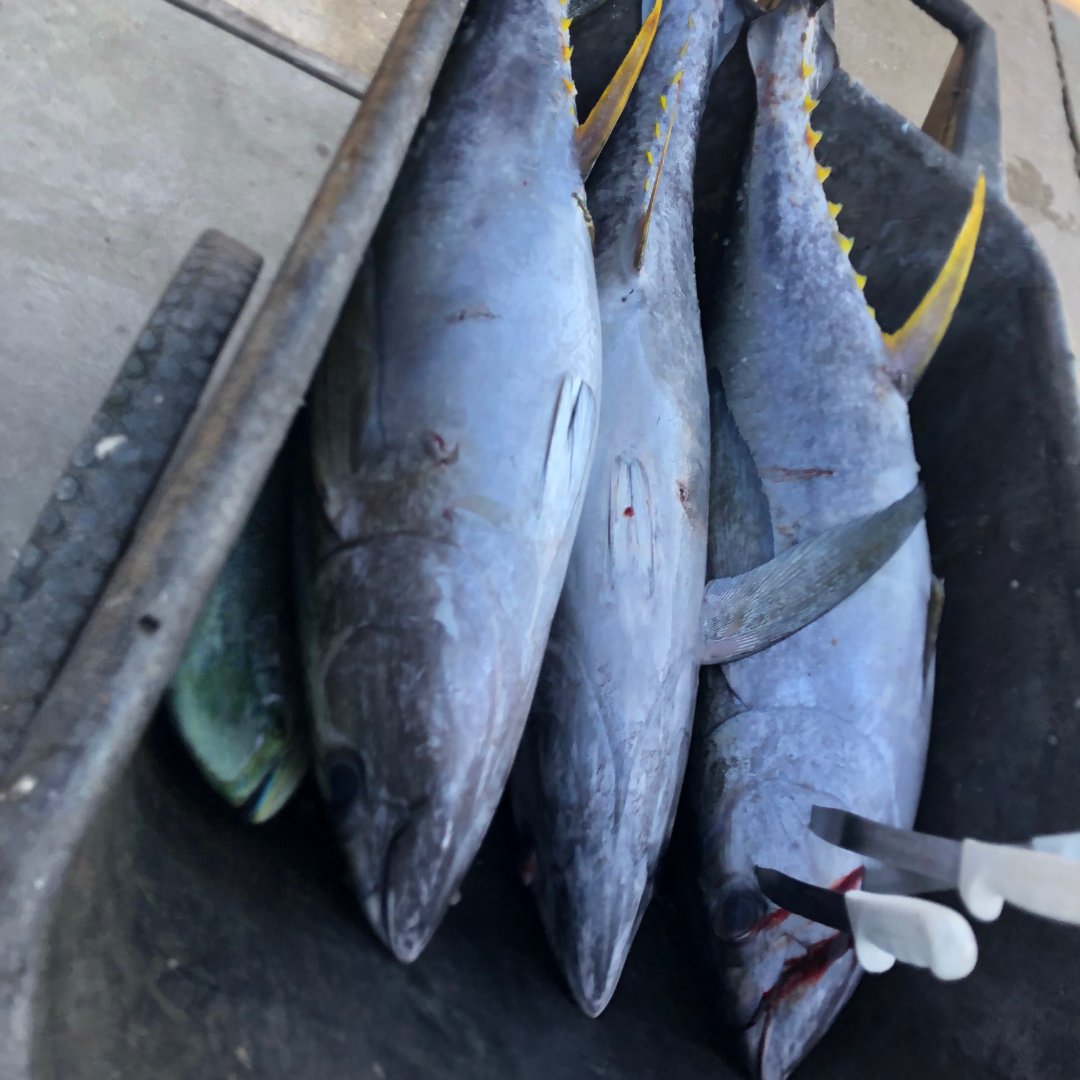A wheelbarrow full of Mahi-mahi and yellowfin tuna for McNeil group from #Texas and Captain Bob!

#fishing #Louisiana #Louisianafishing #tuna #gulfcoast #saltwaterfishing  #fishingcharter #summer #coast #fish #superstrike #superstrikefishingcharter