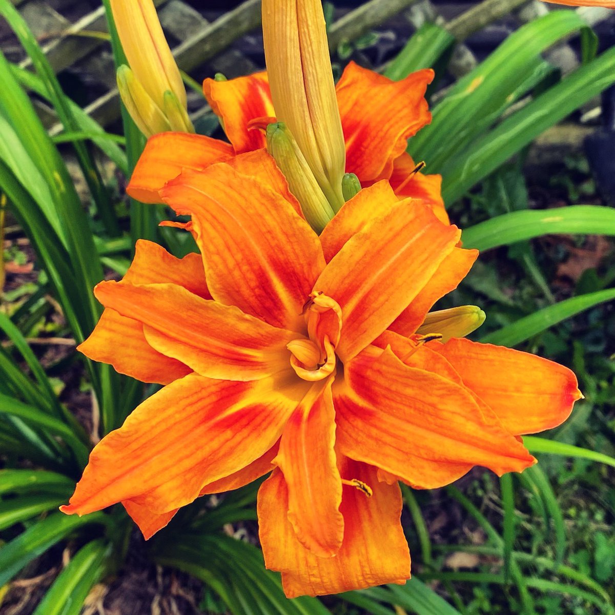 Good morning🧡 #RTITBOT #FlowersOnFriday #flowers #FunFactFriday 2 years ago I thought the soil on the side of the house smelled kinda sour, so I decided to freshen up with baking soda, and now all the tiger lilies over there have double blooms. PH change I guess? Let me know.