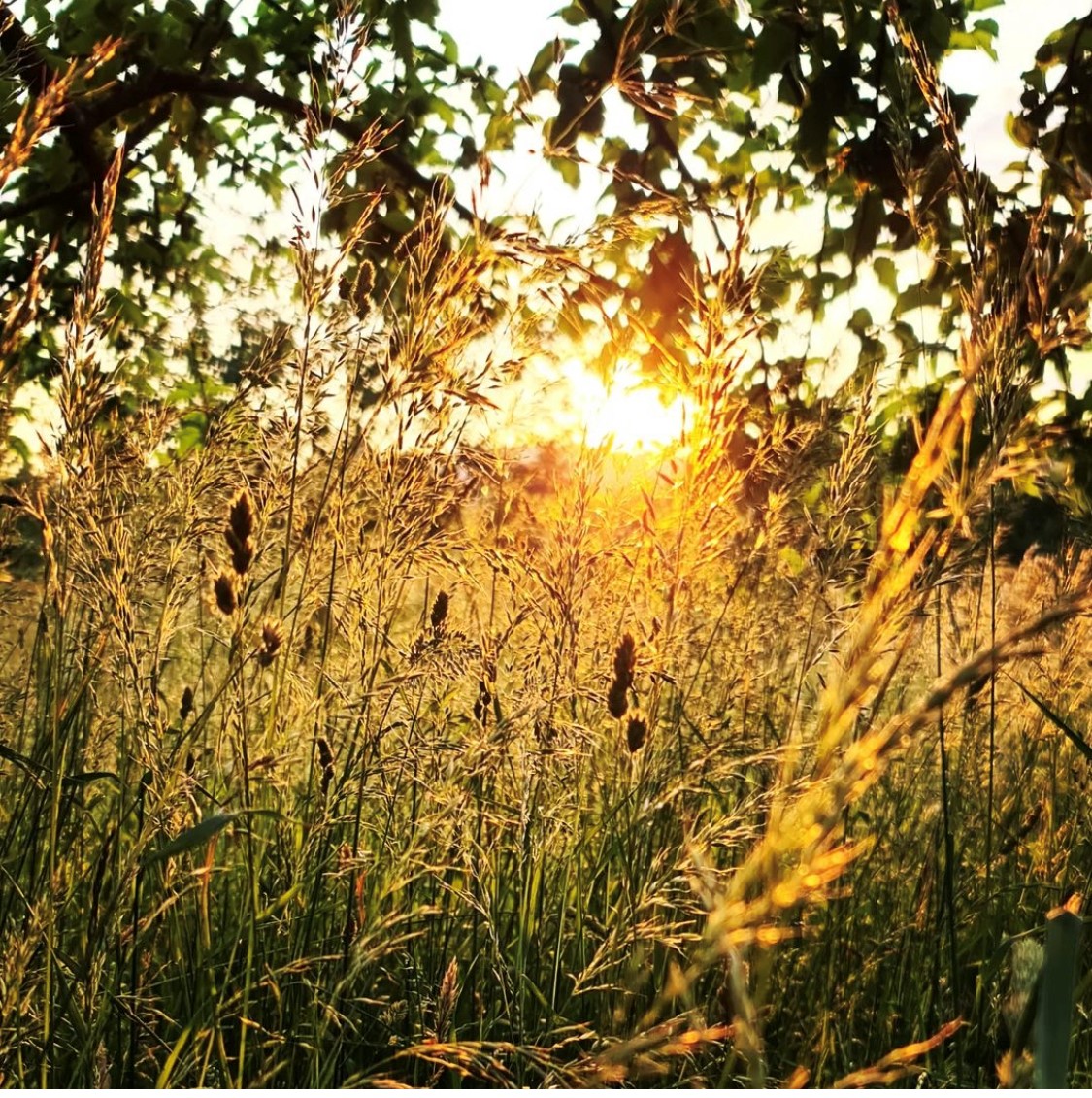 CoteheleNT's tweet photo. ✨Magical! ✨
We love this photo of the long grass in the orchard at sunset, taken by Heather M during her recent stay at Cotehele. The benefits of staying in a holiday cottage are the orchards to yourself!
Keeping sharing your #Visitorviews with us, we love seeing them. https://t.co/0potreAbSh