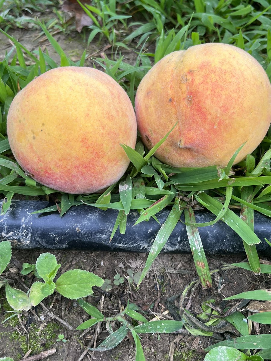 First couple peaches are ready. That means peaches for breakfast. They are like God candy. #GardeningTwitter #homegrown #Tennessee #victorygarden #peaches #redhaven
