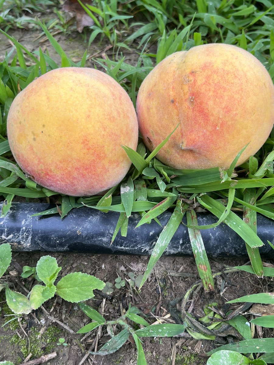 MtnFarmer2's tweet photo. First couple peaches are ready. That means peaches for breakfast. They are like God candy. #GardeningTwitter #homegrown #Tennessee #victorygarden #peaches #redhaven https://t.co/eFFyMukt6A