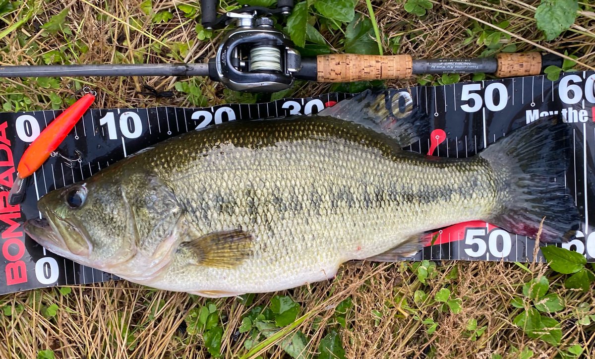 K92292786's tweet photo. 今年の春は違うスタイルでチャレンジ☺️

・夕方見つけて夜まで粘りに粘った4.3Kg

・一度掛けたけどラインブレイク。4時間後に入り直してロストしたルアー毎回収した4.6Kg

・見つけて一投で決まった棚ぼたの4.4Kg

・シーズン終盤最後の悪足掻きで4.0Kg

＃今春のOver4 https://t.co/YJDZGNqFTm