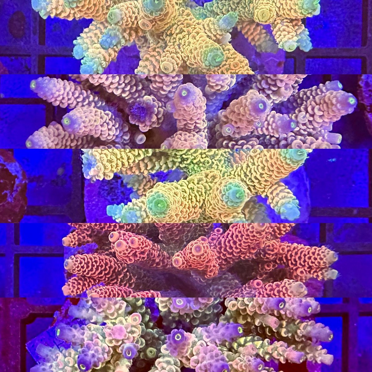 Our latest Ultra Acro’s are now available on our website 😍

#acropora #SPS #spscoral #tropicalmarinecentre 
#allmymoneygoestofish #aquariumsofinstagram #reefaddict #aquariumhobby #reeftanksofinstagram #aquarium #instareef #allmymoneygoestocorals #marineaquarium #aquariumfish