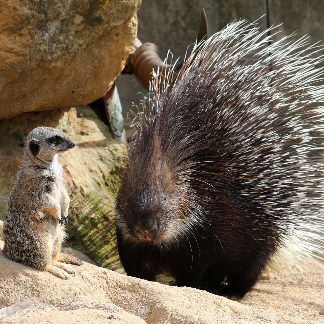 Do you want to spend some time with our Meerkats and Porcupines? This very popular experience makes the perfect gift for someone special or a fantastic treat for yourself - butterflyhouse.digitickets.co.uk/category/21675 #visitnotts #yorkshireattractions #thingstodoinsheffield #tropicalbutterflyhouse