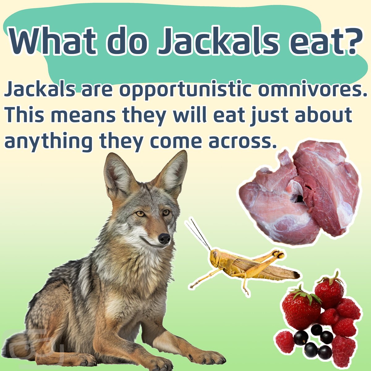 Lookout Lunch Box tweet media