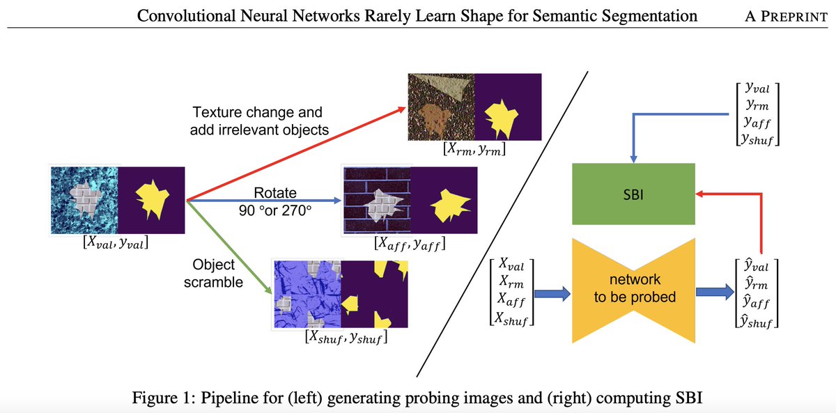 nick_konz's tweet photo. New preprint from my lab: "Convolutional Neural Networks Rarely Learn Shape for Semantic Segmentation" by Yixin Zhang and @MazurowskiPhD! They study how segmentation CNNs learn and rely on object shape, the causes and applications of shape learning, etc. https://t.co/nvytOV1I8L https://t.co/btWfWXgEdX