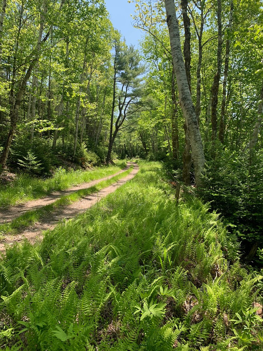 Check out this new #iNaturalist project on the St Mary’s Nature Trail: inaturalist.org/projects/st-ma… Prizes for the FIRST RARE species found! @NNS_NatureNS @HikeNS #NovaScotia #citizenscience #biodiversity #hikeNS #Guysborough #rarespecies