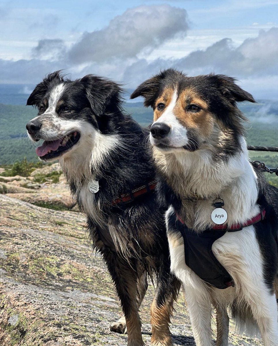 Seeing double? 🐶🐶

Stock up with our 4th of July sale! Going on now through the holiday! 🇺🇸

Add any two tags to your cart, and the discount applies automatically at checkout!