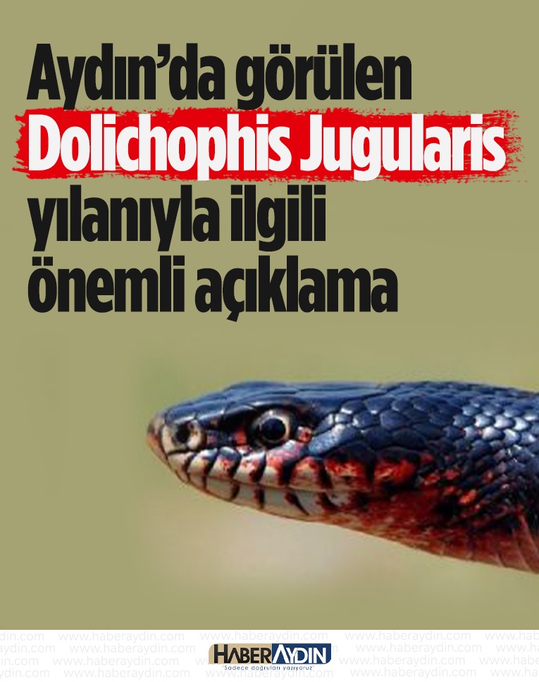 Aydın’da görülen Dolichophis Jugularis yılanıyla ilgili önemli açıklama HABER ➡️ haberaydin.com/haber/15595797…