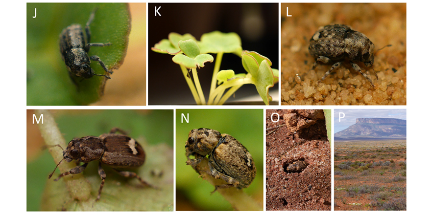 [#Entomology] Revision of the enigmatic South African Cryptolaryngini (Coleoptera,  Curculionidae), with description of a new genus and twenty-two new  species

✒️ @JulienHaran et al. 
🔗 DOI: doi.org/10.5852/ejt.20…
#Coleoptera #Curculionidae #newspecies #weevils #newgenus