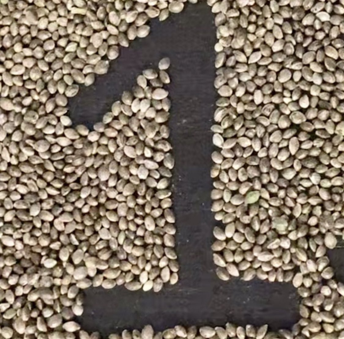 Today, June 30th, 2023 marks the last day of cannabis prohibition in the state of Maryland!

Who’s ready to score some free seeds?!

#Question4SeedScore