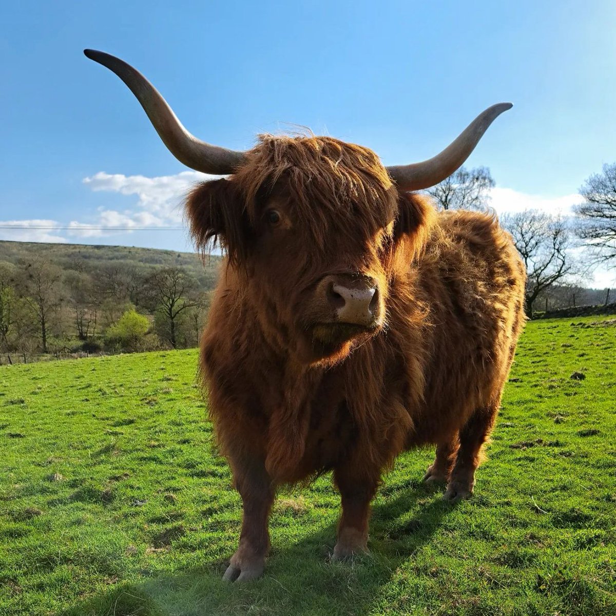 Cow of the Day🐮 tweet media