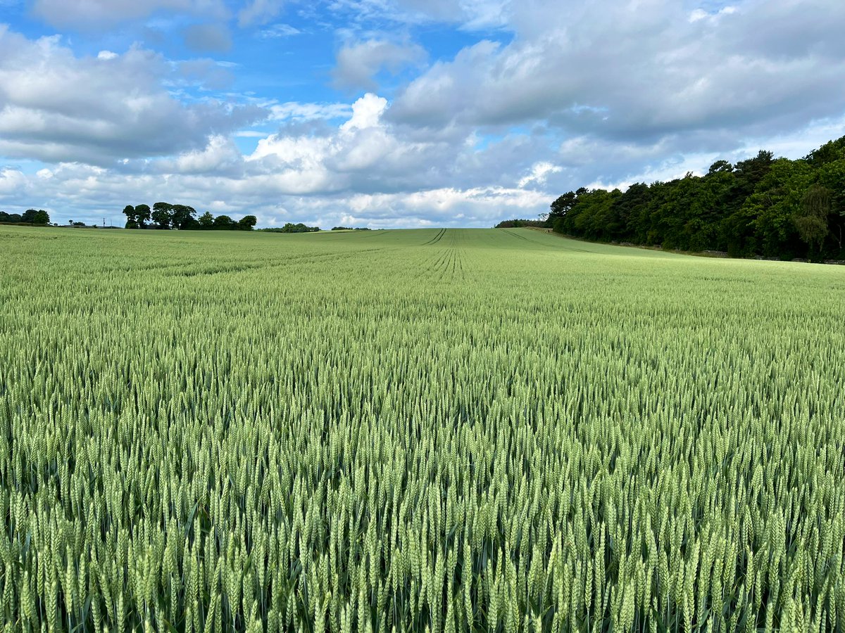 🇺🇦🇺🇦RM & JF Seed🇺🇦🇺🇦 tweet media