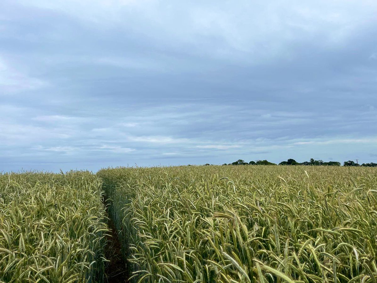 🇺🇦🇺🇦RM & JF Seed🇺🇦🇺🇦 tweet media