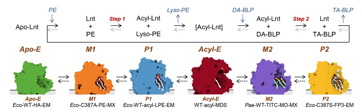 The Shalev-Benami Lab tweet media