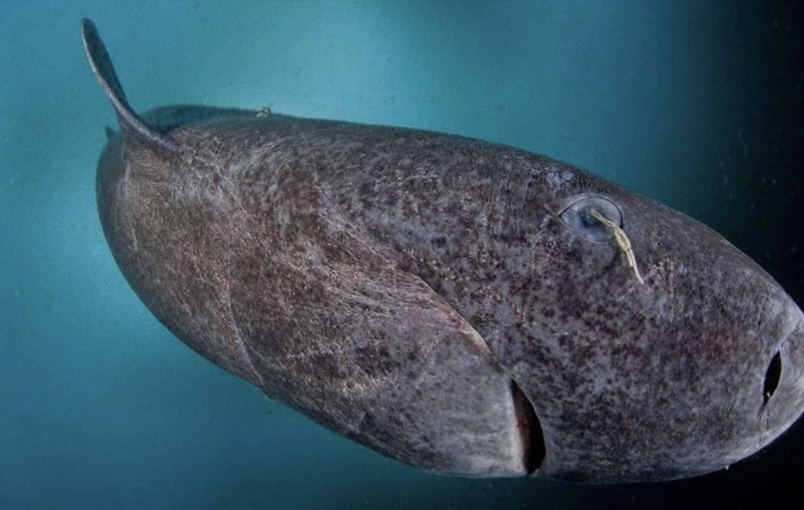 This particular shark is believed to predate the existence of the United States of America. A team of scientists discovered a cluster of Greenland sharks and concluded that some of them are the oldest known vertebrates alive today. These sharks inhabit the frigid waters of…