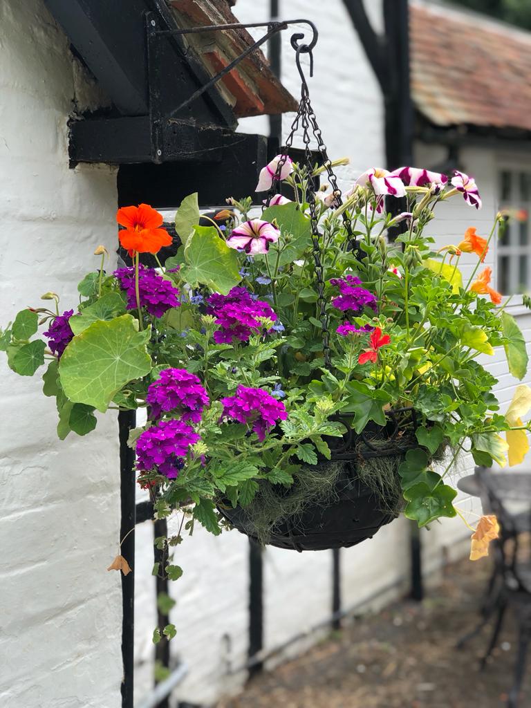 Every one of these flowers was nurtured from a seed or tiny plug and then planted lovingly to create a hanging basket for my daughter 🩷 Happy with the result especially as a similar one is selling for £45 in the local garden centre!  #homegrown #flowers #hangingbasket