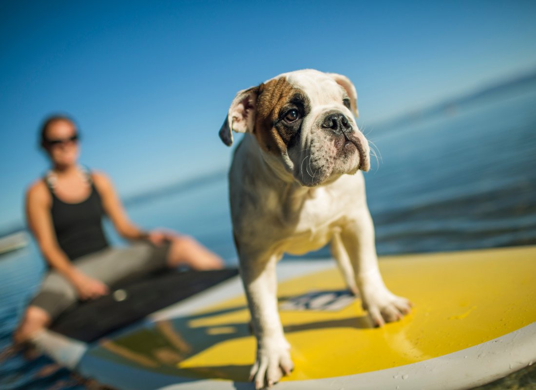 🌊🐾 Surfing through life; done best with a furry co-pilot! 🤙 🐶 #visitlaketahoe #southlaketahoe #aweandthensome #laketahoeadventure #laketahoe #laketahoelife