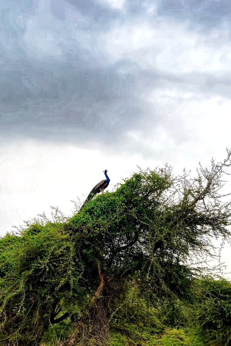 brout7's tweet photo. Monsoon elevates the beauty of the earth and makes everything fresher

PC Durga Madhab

#Monsoon2023 https://t.co/GyQ8x57GDp