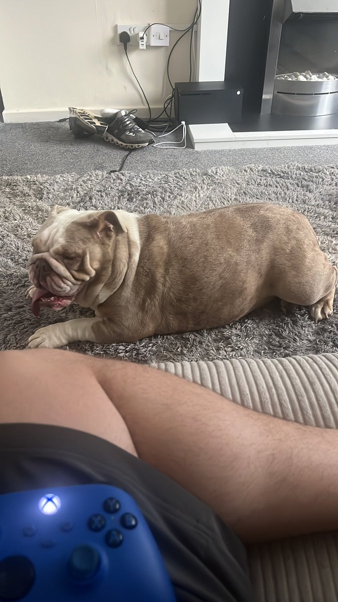 Chilled night with r cali #englishbulldog