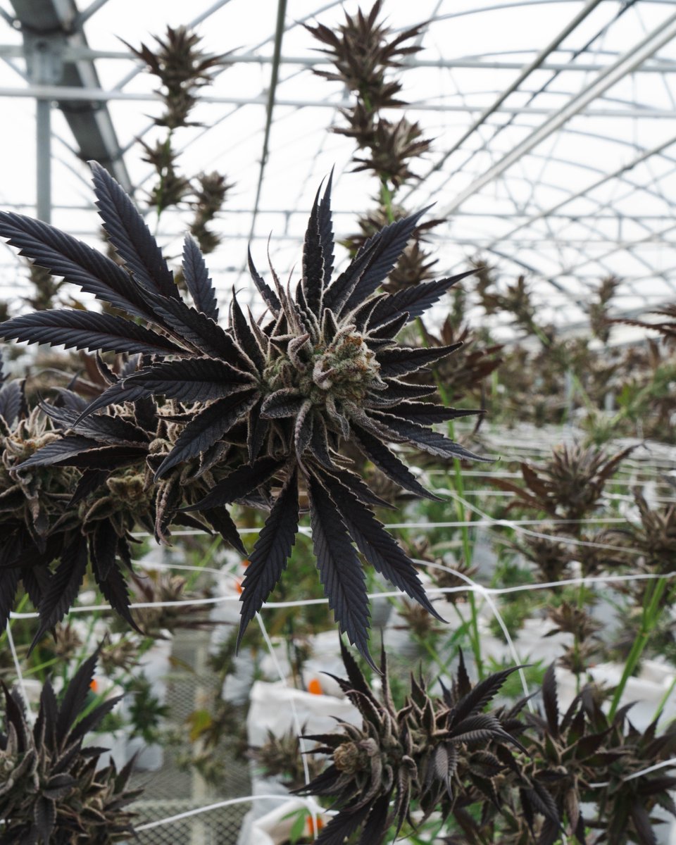 GOLDLEAF tweet media