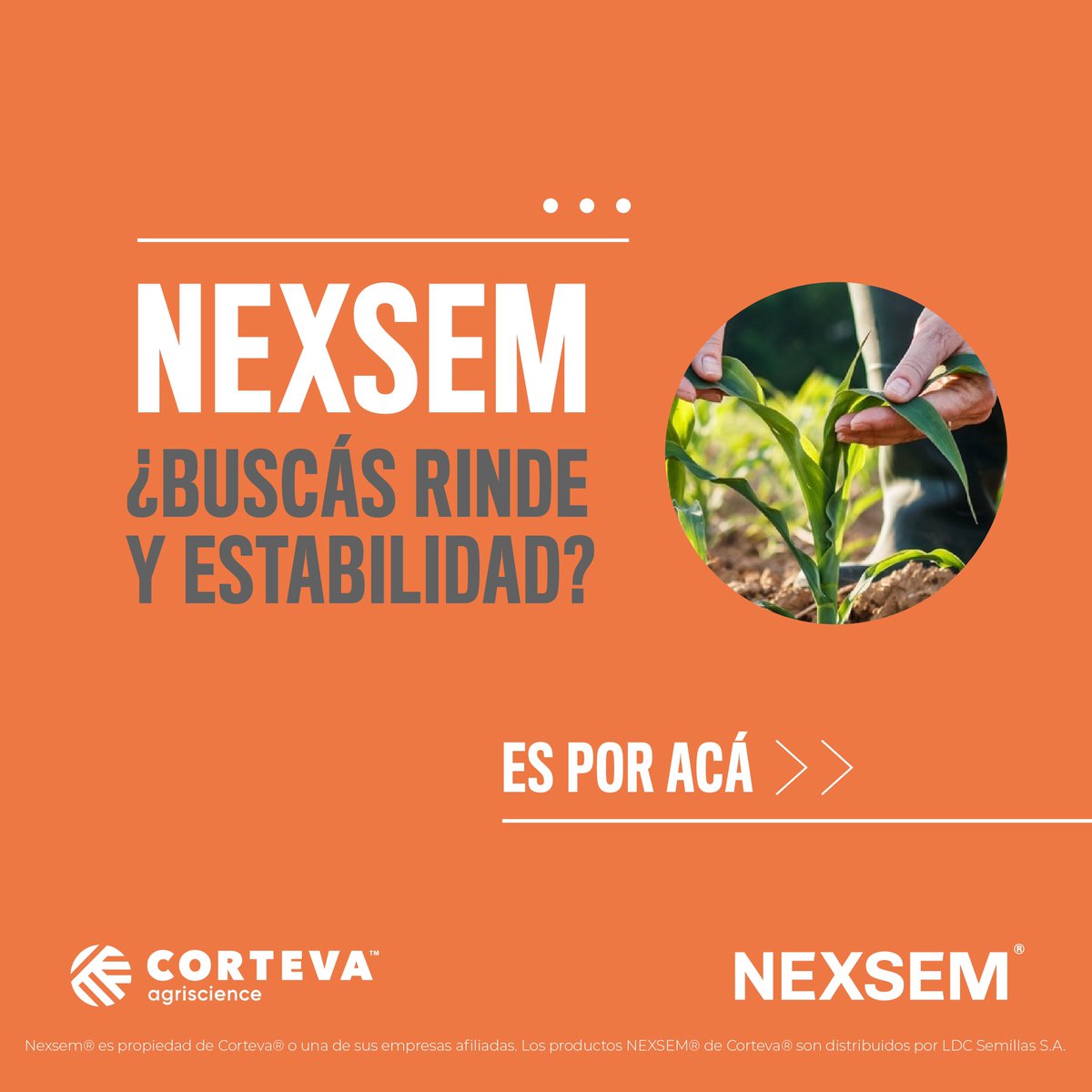NexsemSemillas's tweet photo. 🌽🌽🌽 Nuestros maíces están listos para darte el mejor rinde esta temporada. 1/2
#Maíz2023 #Maíz #Agro #Agricultura #CampoArgentino #Enlist #PowerCoreUltra https://t.co/r1UDjhQwtP