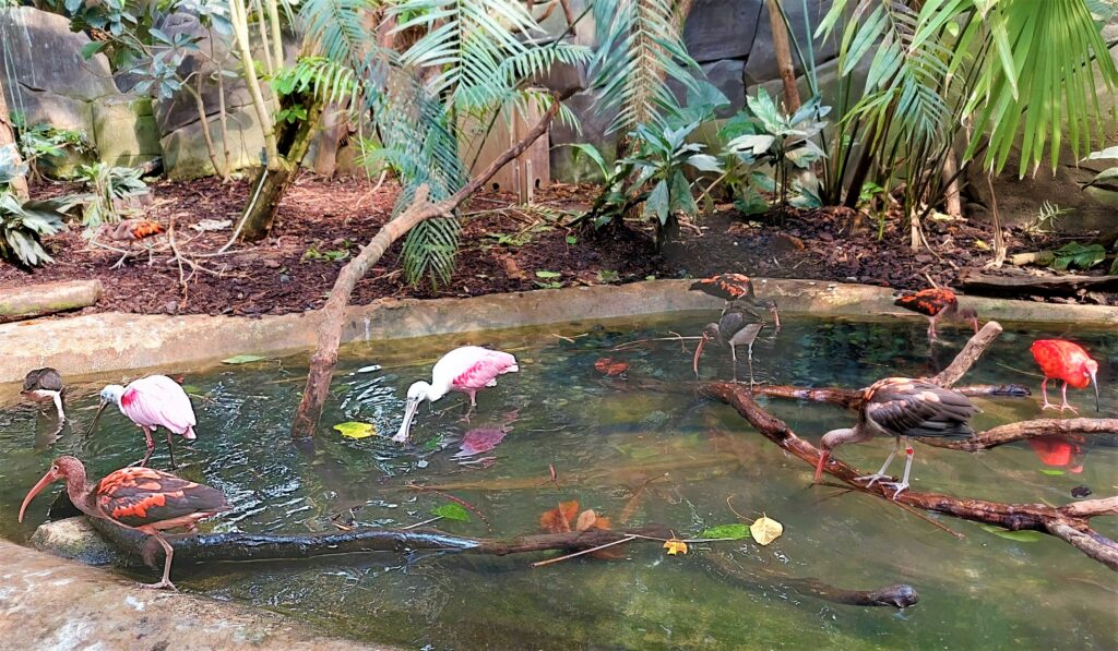 Día 30 #SALC2023. Fin de nuestra exposición fotográfica con los magníficos #ibis escarlatas y espátulas #rosadas. Este ibis es el emblema nacional de #Trinidad&Tobago 🇹🇹.
Descúbrelos en latfran.org/salc2023/
@francediplo @PhBastelica @MAL_217
#biodiversidad @frenchembassytt