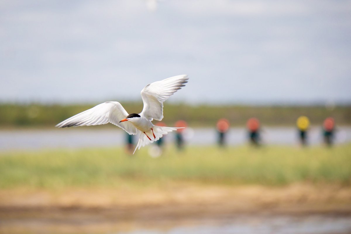 The common tern colony monitoring program at @KouchibouguacNP is a great example of the efforts made by #ParksCanada teams to protect the country's biodiversity. Good job and thank you to the whole team! #ParksCanadaConservation #ParksCanadaProud