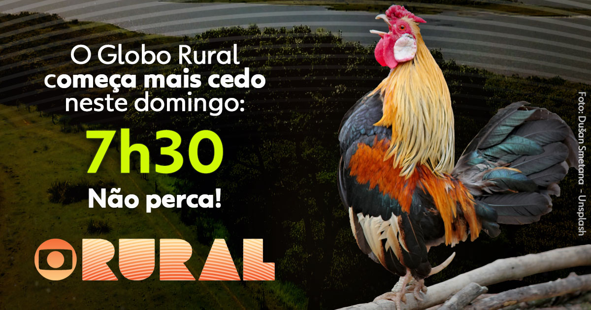 Globo Rural (@GloboRural) / X