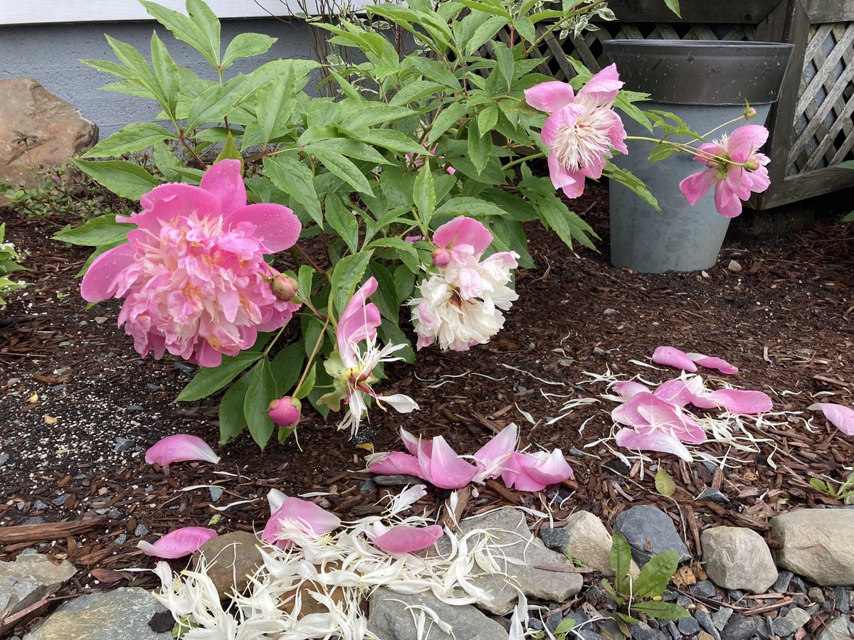 How it started, how it’s going… #downpours