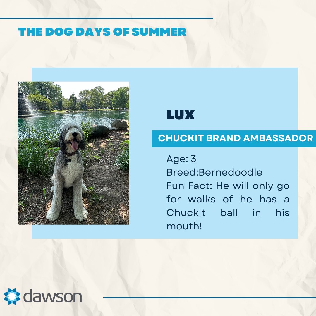 🐶 We're celebrating Dawson's Dog Days of Summer, where our office transforms into a tail-wagging haven every Friday!  From adorable puppy greetings to spontaneous play sessions, our Fridays have become a highlight of the week. 🥳❤️

#FurryFriday #Dawsome #OfficeDog