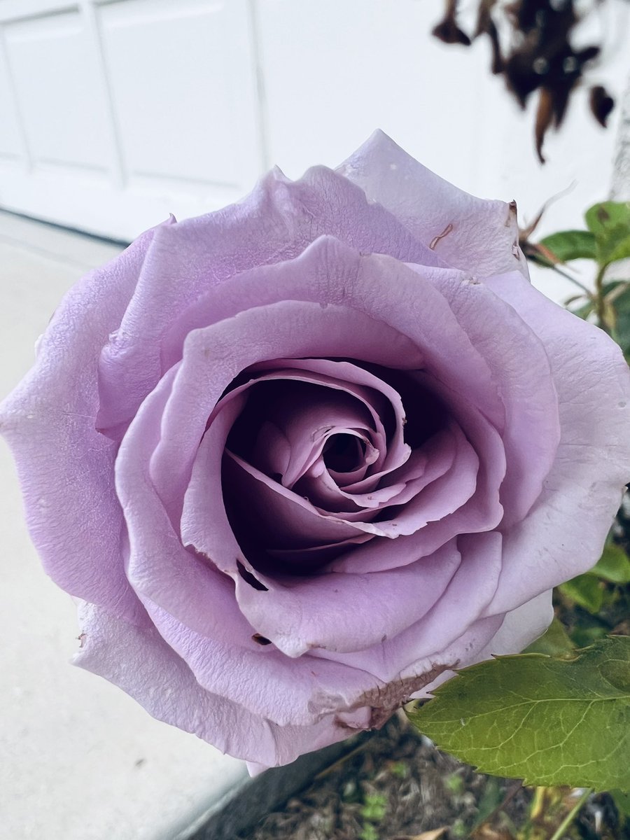 My gorgeous Lavender rose🌹🌿💜

              📸 By Me 💚