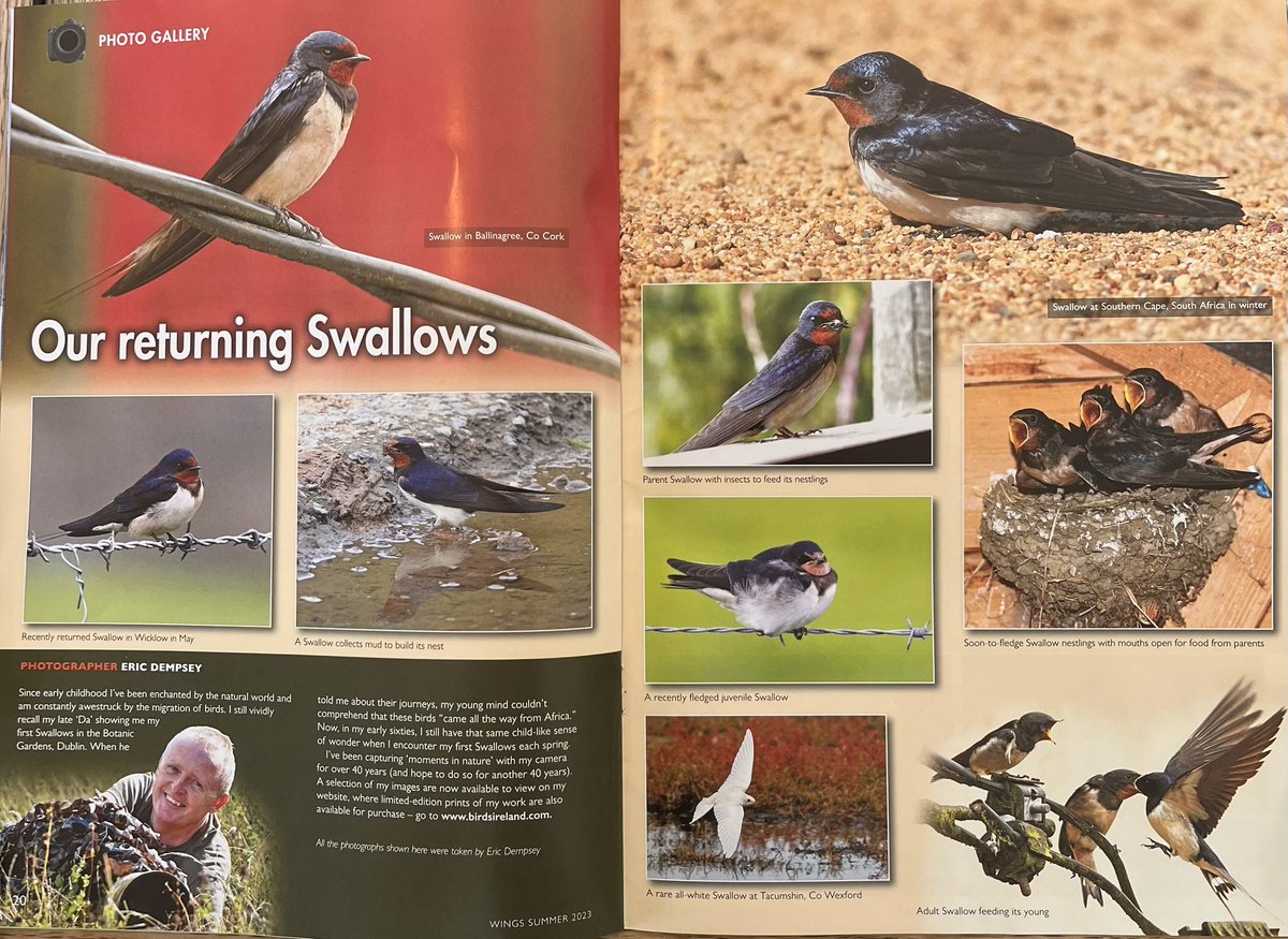 EricTheBirdman's tweet photo. Delighted to be given the centre spread of BWI’s summer edition of WINGS magazine with some shots of Swallows…one of my favourite species. Thanks for the opportunity to share the shots @BirdWatchIE @SwarovskiOptik @ConnsCameras https://t.co/P98eipYsU1