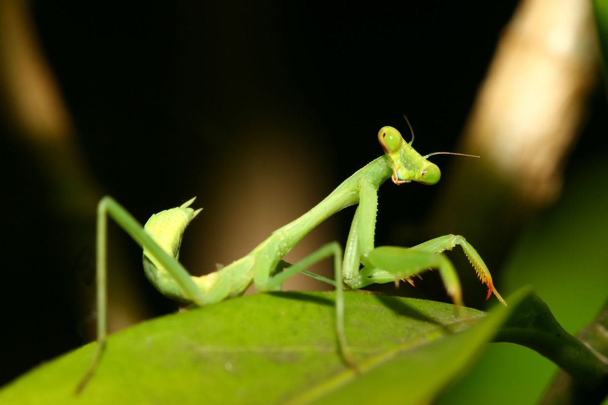 B_flyPavilion's tweet image. Did you know Praying Mantis controls pests in your garden? They eat insects, mites, and eggs. Release them instead of pesticides! Fun facts: they can be cannibalistic and rotate their heads. #PrayingMantis #GardenPests #NaturalSolution #BugFacts