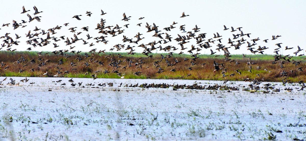 NRCSTexas's tweet image. The USDA Natural Resources Conservation Service (NRCS) in Texas is accepting additional applications for the Environmental Quality Incentives Program (EQIP) Migratory Bird Resurgence Initiative (MBRI) through July 31, 2023. bit.ly/46vWFPF #MBRI #EQIP
