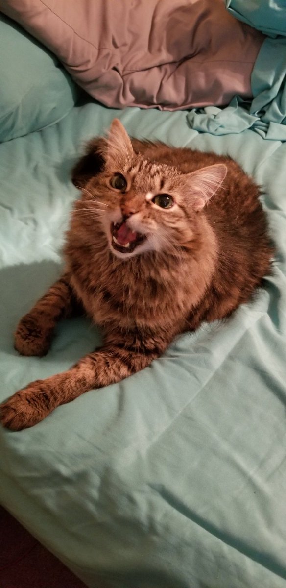 WalkingInAustin's tweet photo. No matter how hangry in the morning, Plunk needs his morning attentions in The Spot On The Bed when I get up. #Caturday #PushyCat #ElderKitty #TwitterKitty https://t.co/QUuOcsz4fC