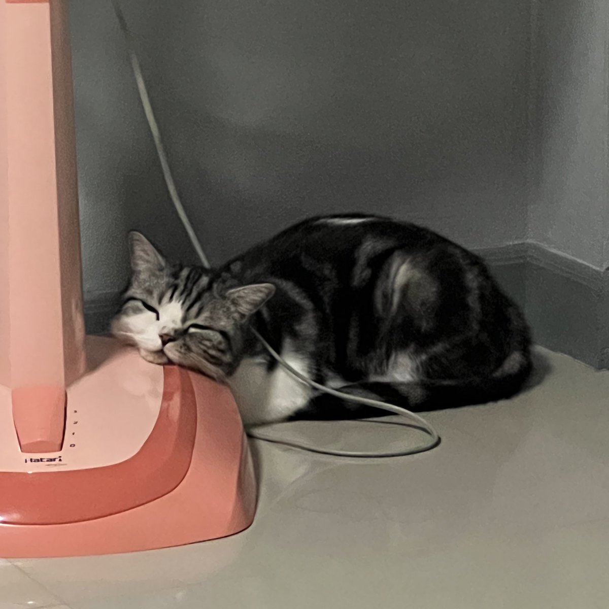 มีใครสนใจรับตัวนี้ไม๊ ให้ฟรีแถมอาหารหนึ่งกระสอบ