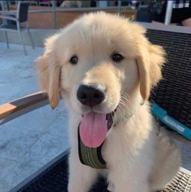 Helping a friend!❤️"I need to rehome my puppy. We’re moving from Clemson SC, USA to Philippines since we recently lost my dad and it hasn’t been convenient for us which is really sad." - instagram.com/cathyy.ssmith