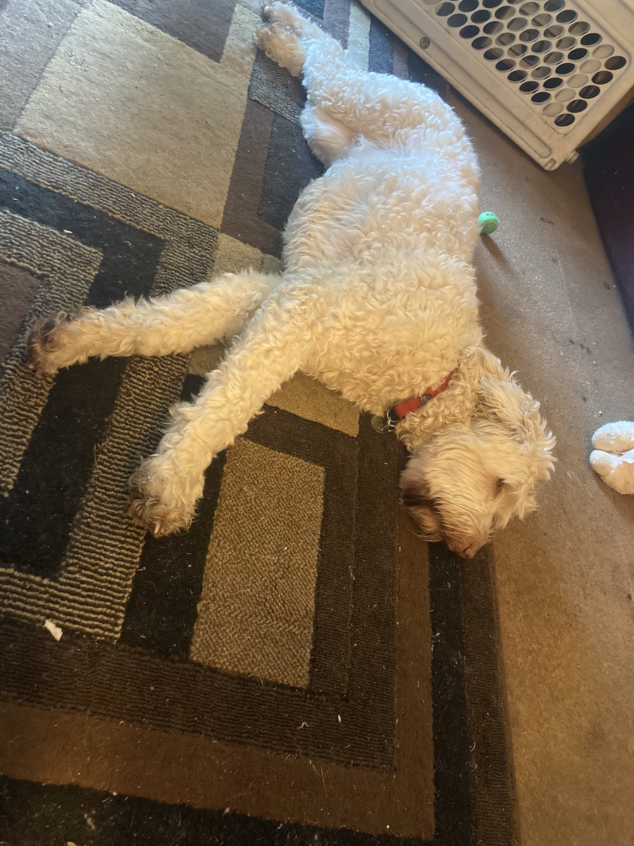 Worn out dog!