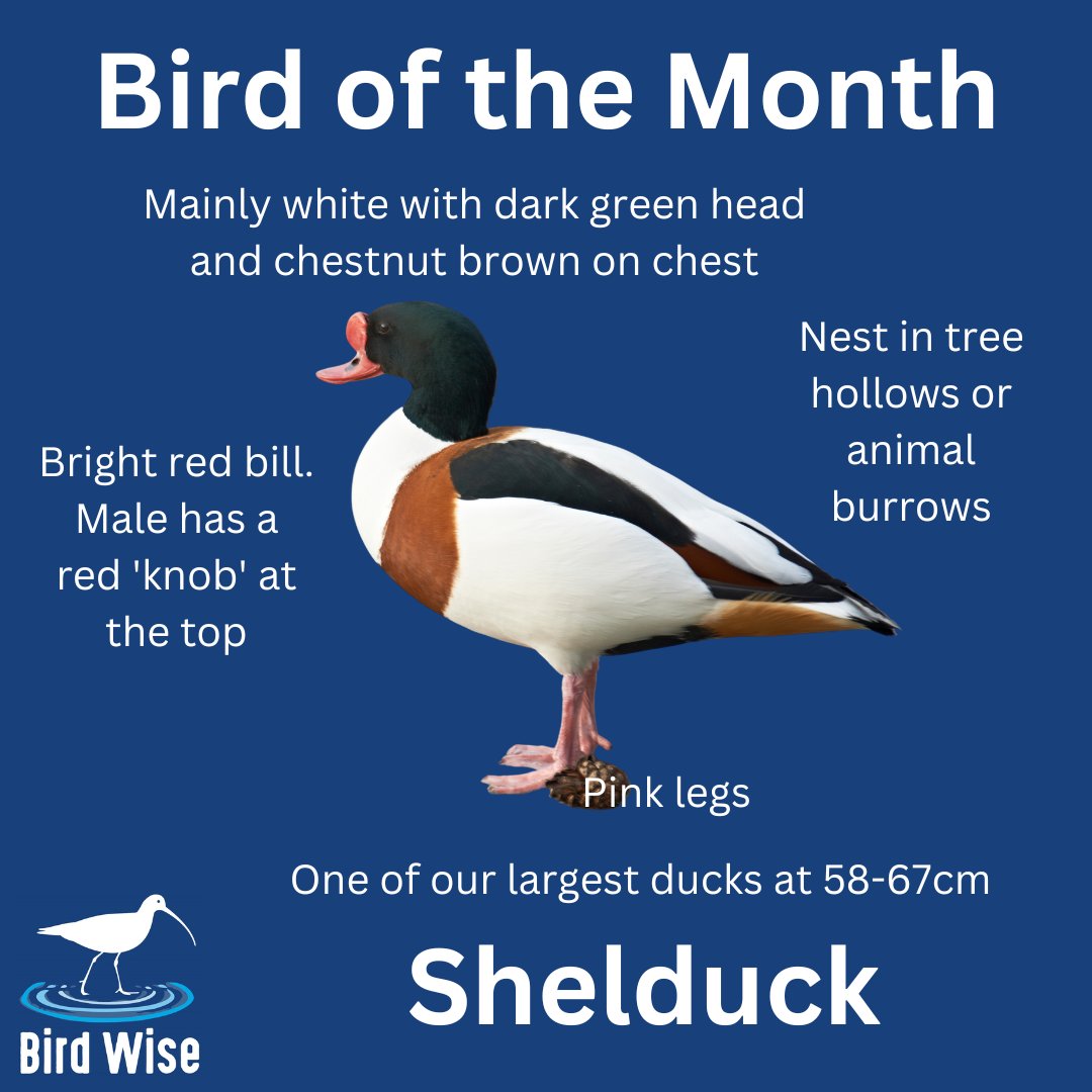 Bird Wise North Kent tweet media