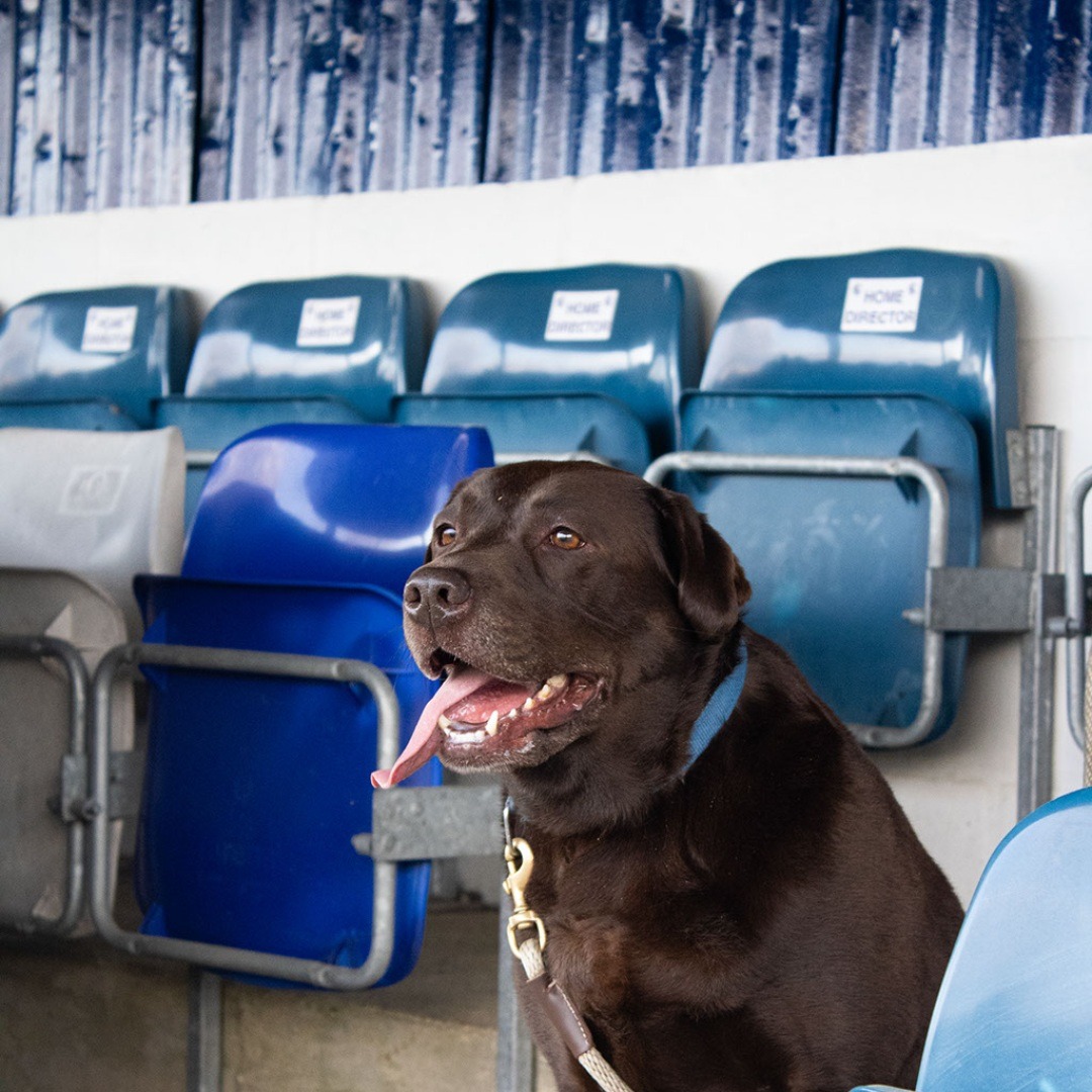 CrowboroughAFC's tweet photo. Chewy, the adorable Labrador dropped by the stadium and gave his paw of approval to the nearly finished painting of the stand and dugouts. 🐾🐶🏟️
@nonleaguedogs
#crowborough #upthecrows #footballdogs #pawsonthepitch https://t.co/rXZfYkSqHa