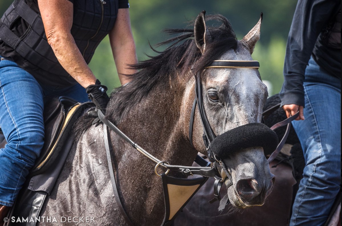 Your Belmont Stakes winner........Arcangelo ❤️

This wonderful photograph 📸 was captured by @sdeckerphoto. You can explore more of her exceptional work by visiting he blog at sdeckerphotoblog.com 🇺🇸

#Arcangelo